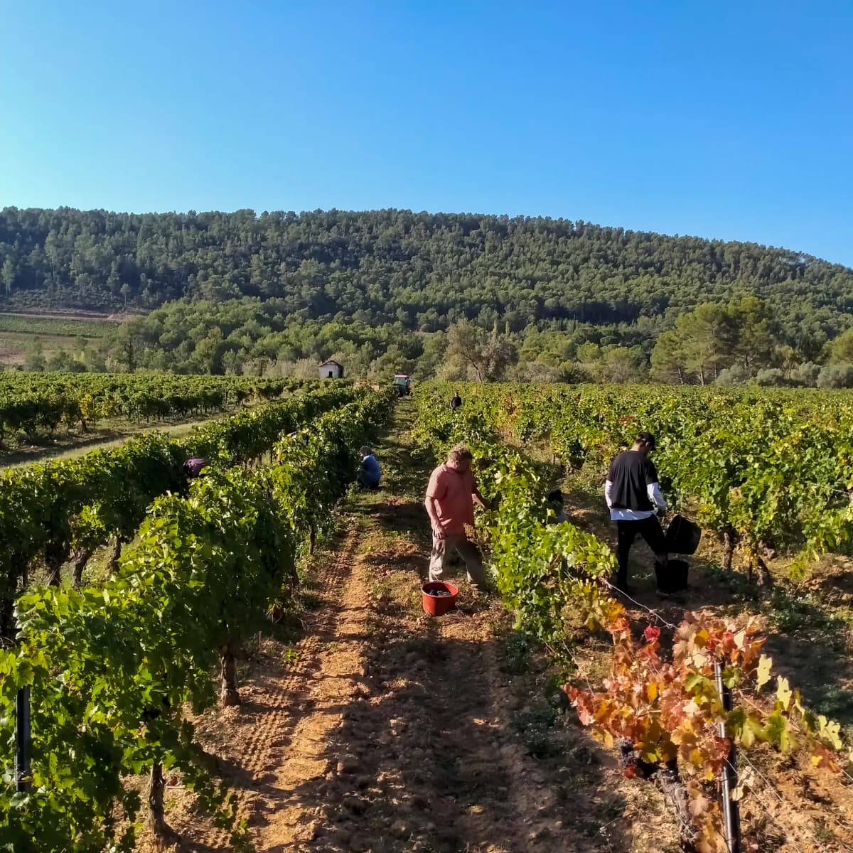 Our Wines